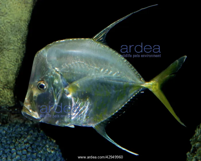 : Lookdown - coastal waters : Lookdown - coastal waters