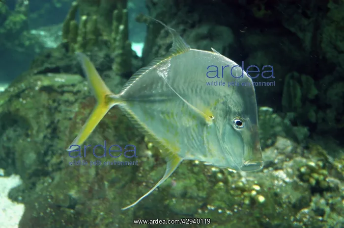 : Lookdown Fish : Lookdown Fish