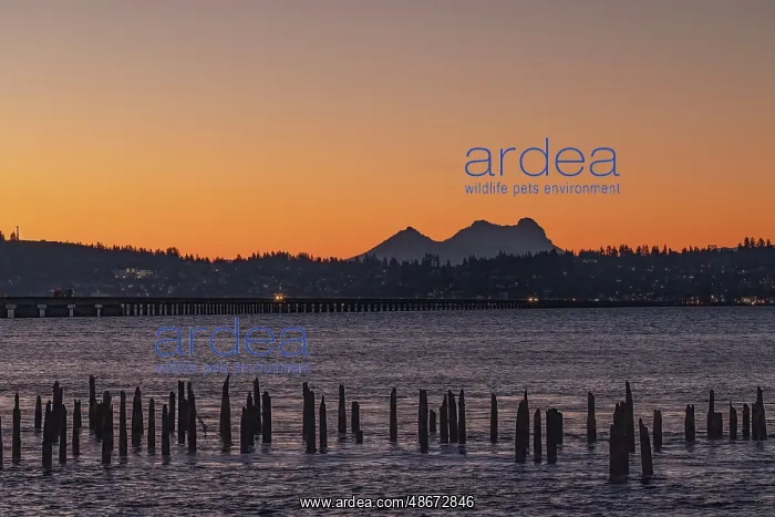 : Looking at Astoria, Oregon and Saddle Mountain from the : Looking at Astoria, Oregon and Saddle Mountain from the