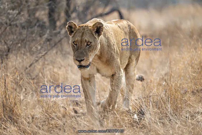 : Looking into the camera, lioness on the prowl : Looking into the camera, lioness on the prowl