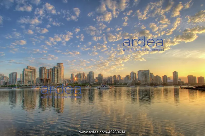 : Looking across False Creek at the skyline : Looking across False Creek at the skyline
