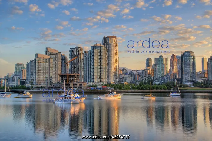 : Looking across False Creek at the skyline : Looking across False Creek at the skyline