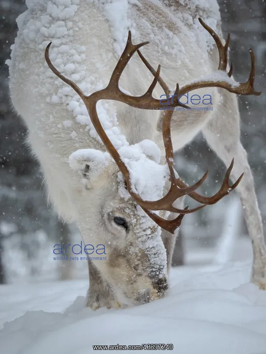 : Looking for food in deep snow. Reindeer covered : Looking for food in deep snow. Reindeer covered