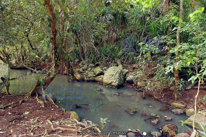 : Looking-glass Mangrove : Looking-glass Mangrove