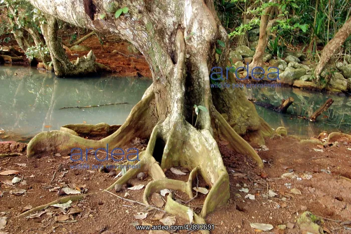 : Looking-glass Mangrove : Looking-glass Mangrove