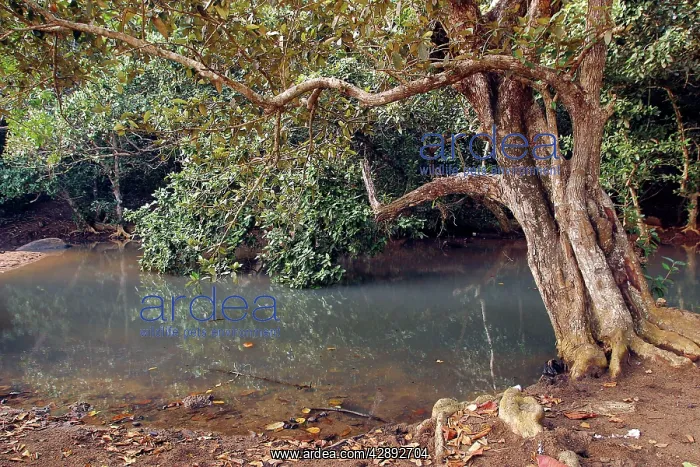 : Looking-glass Mangrove : Looking-glass Mangrove