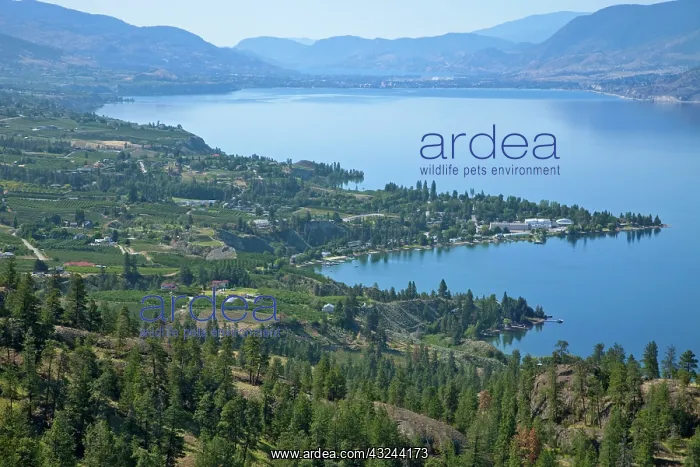 : Looking down onto Okanangan Lake near Penticton : Looking down onto Okanangan Lake near Penticton