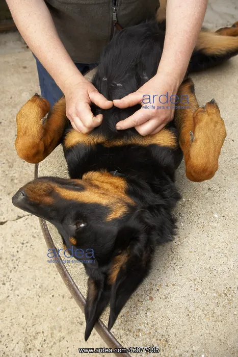 : Looking for parasites on a Beauceron after a walk in forest : Looking for parasites on a Beauceron after a walk in forest