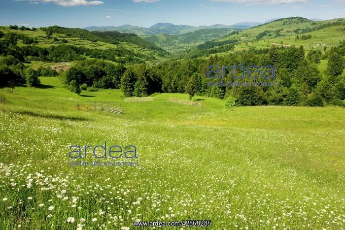 : Looking towards the Rodnii mountains from near Nasaud : Looking towards the Rodnii mountains from near Nasaud