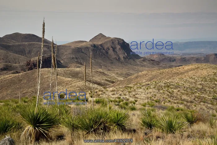 : Looking south across Green sotol towards the Rio : Looking south across Green sotol towards the Rio