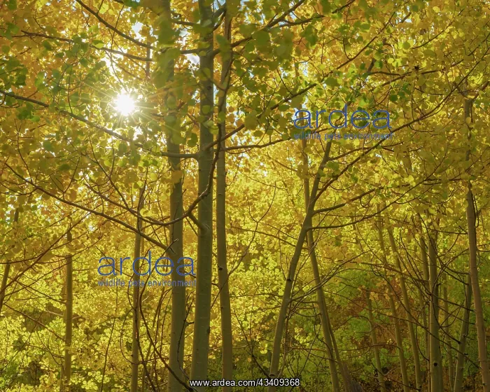 : Looking up through the understory of the quaking : Looking up through the understory of the quaking