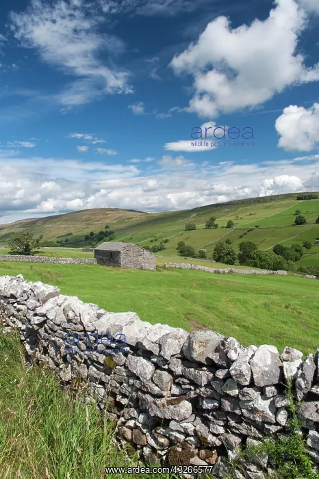 : Looking down Walden in the summer, Wensleydale in : Looking down Walden in the summer, Wensleydale in