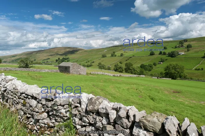 : Looking down Walden in the summer, Wensleydale in : Looking down Walden in the summer, Wensleydale in