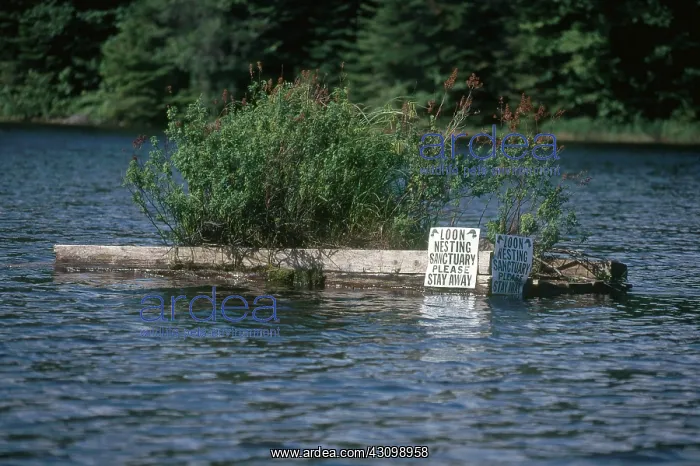: Loon Nesting Platform : Loon Nesting Platform