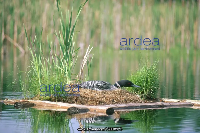 : Loon on Nesting Platform : Loon on Nesting Platform
