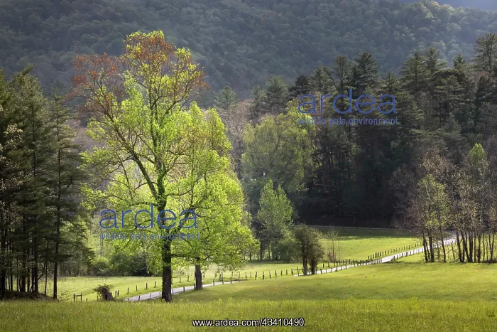 : Loop road through Cades Cove passing beneath trees : Loop road through Cades Cove passing beneath trees