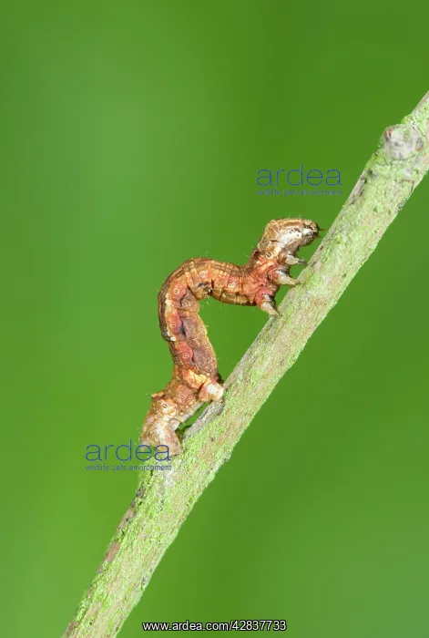 : Looper (Geometrid) Caterpillar - showing looping : Looper (Geometrid) Caterpillar - showing looping