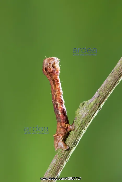 : Looper (Geometrid) Caterpillar - in twig posture : Looper (Geometrid) Caterpillar - in twig posture