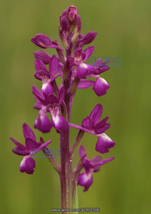 : Loose-flowered / lax-flowered orchid : Loose-flowered / lax-flowered orchid