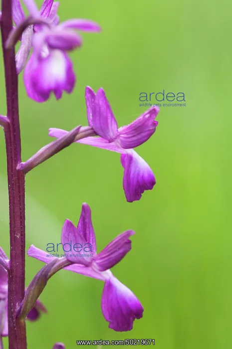 : Loose-flowered orchid (Anacamptis laxiflora), inflorescence patricular, Liguria, Italy : Loose-flowered orchid (Anacamptis laxiflora), inflorescence patricular, Liguria, Italy