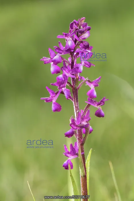 : Loose-flowered orchid (Anacamptis laxiflora), Liguria, Italy : Loose-flowered orchid (Anacamptis laxiflora), Liguria, Italy