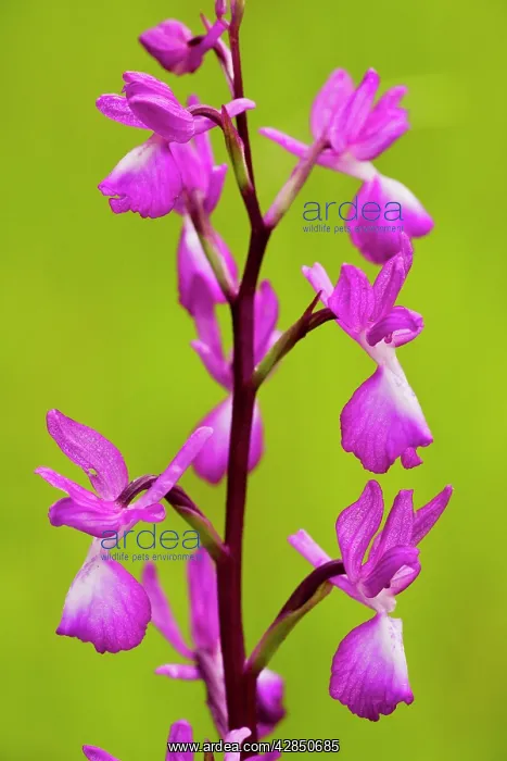 : Loose-flowered orchid, or Lax-flowered Orchid - : Loose-flowered orchid, or Lax-flowered Orchid -