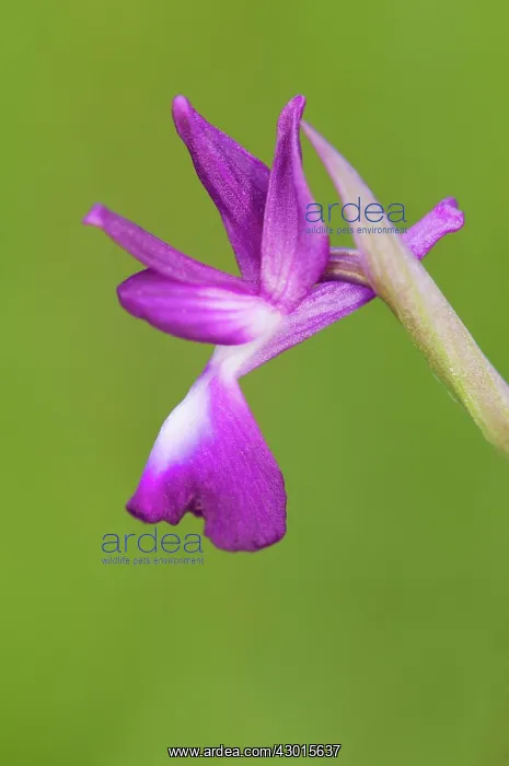 : Loose flowered Orchid single flower : Loose flowered Orchid single flower