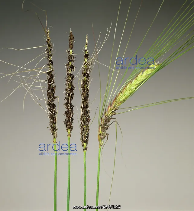 : Loose Smut on Barley : Loose Smut on Barley