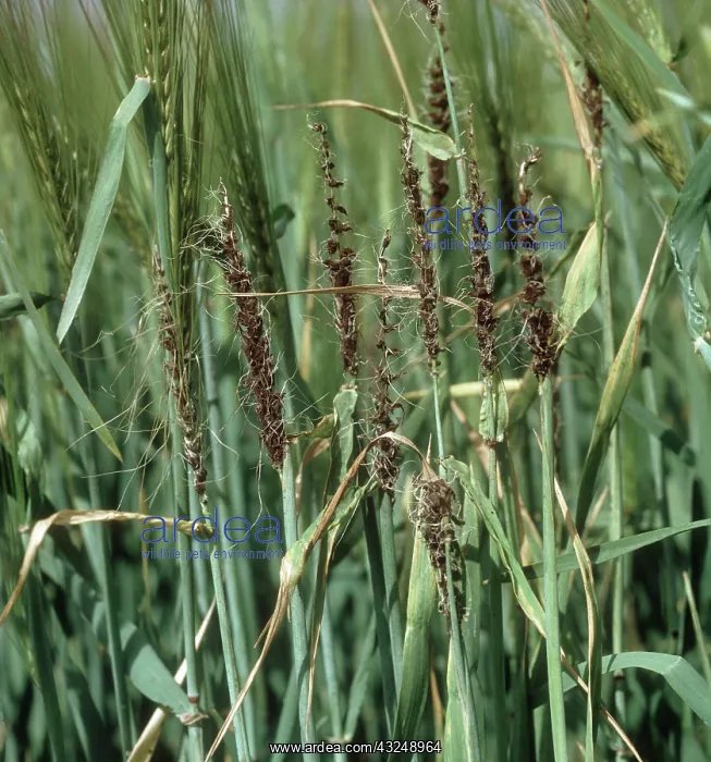 : Loose smut of barley : Loose smut of barley