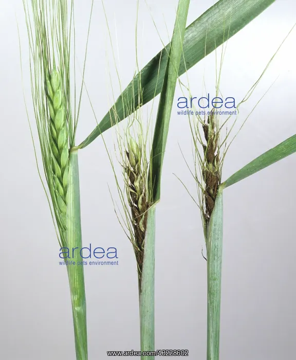  : Loose smut on bearded wheat ears