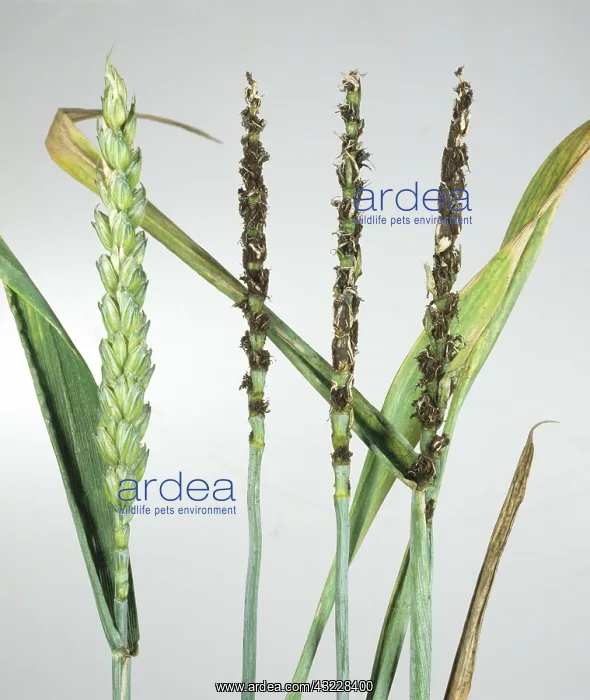 : Loose smut diseased wheat ears : Loose smut diseased wheat ears
