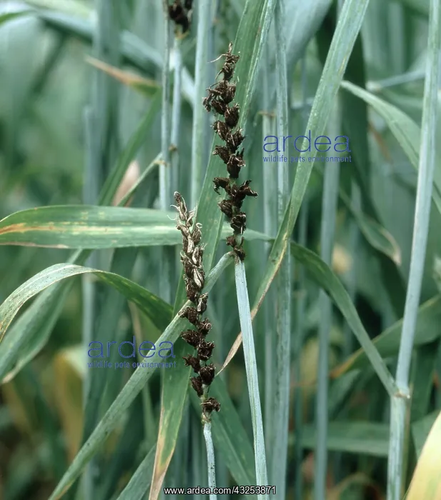: Loose smut on wheat : Loose smut on wheat