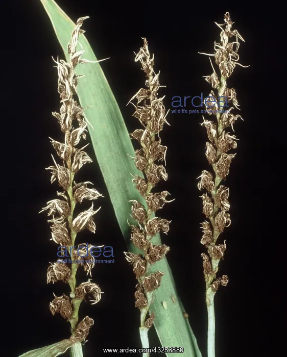 : Loose smut on wheat : Loose smut on wheat