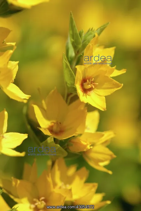 : Loose strife : Loose strife
