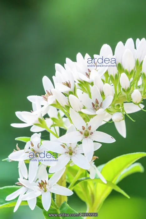 : Loosestrife, Lysimachia fortunei, flowers : Loosestrife, Lysimachia fortunei, flowers