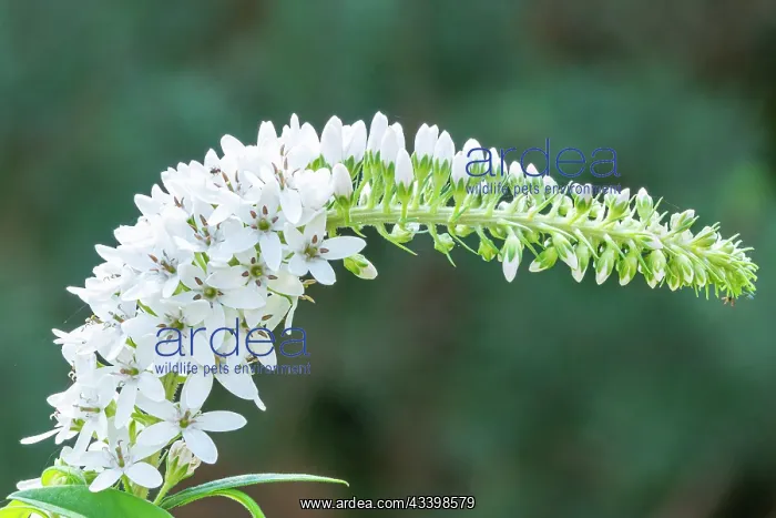 : Loosestrife, Lysimachia fortunei, flowers : Loosestrife, Lysimachia fortunei, flowers