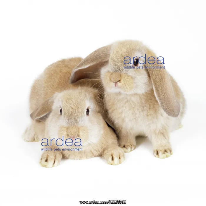  : LOP-EARED RABBIT- two