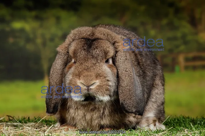  : Lop-eared Rabbit