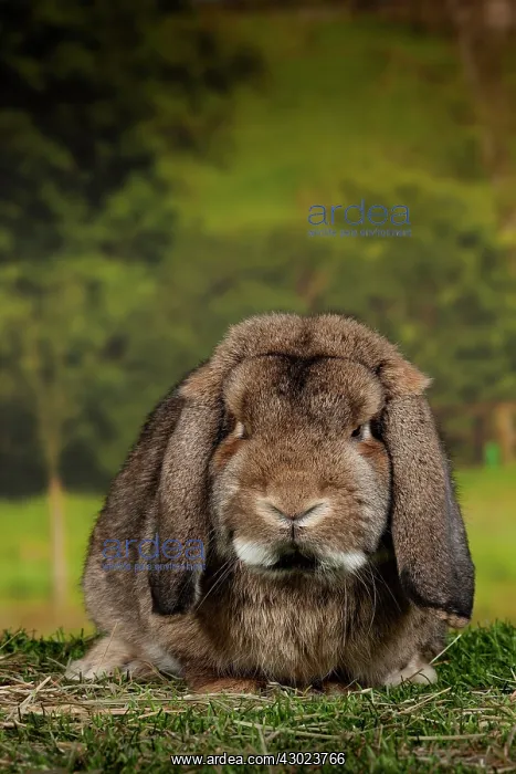  : Lop-eared Rabbit