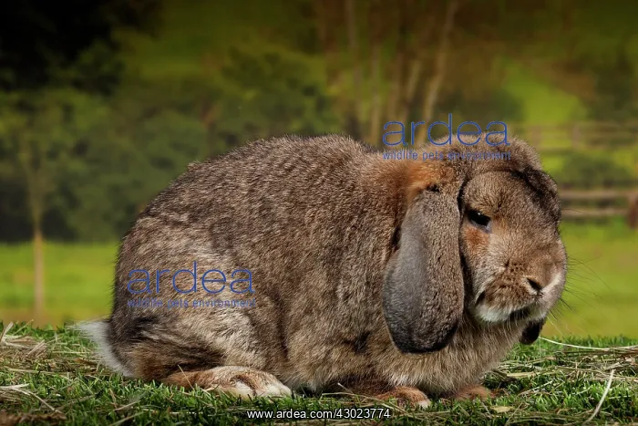  : Lop-eared Rabbit