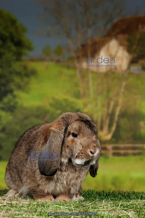  : Lop-eared Rabbit