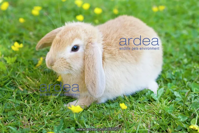  : Lop Eared Rabbit - juvenile on garden lawn