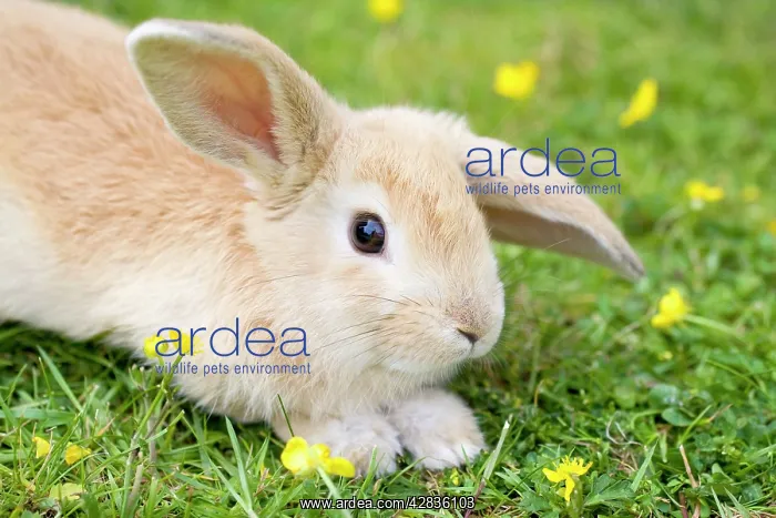  : Lop Eared Rabbit - juvenile on garden lawn