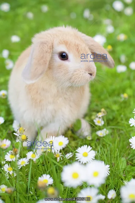  : Lop Eared Rabbit - juvenile on garden lawn
