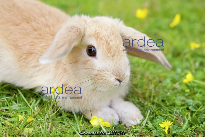  : Lop Eared Rabbit - juvenile on garden lawn