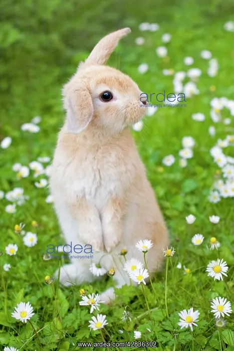  : Lop Eared Rabbit - juvenile on garden lawn