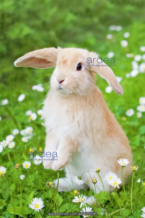  : Lop Eared Rabbit - juvenile on garden lawn