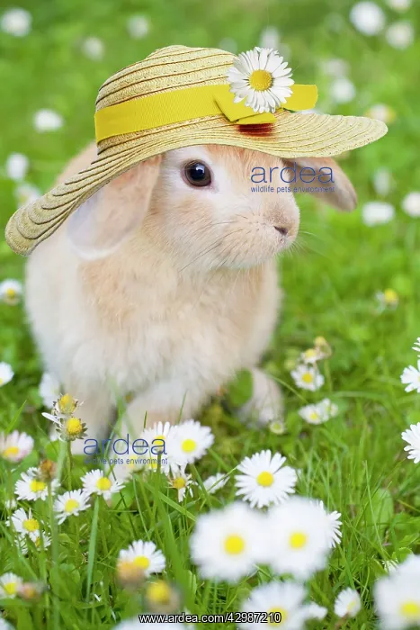 : Lop Eared Rabbit, juvenile with hat on garden lawn : Lop Eared Rabbit, juvenile with hat on garden lawn