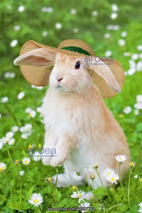 : Lop Eared Rabbit, young with hat on garden lawn : Lop Eared Rabbit, young with hat on garden lawn