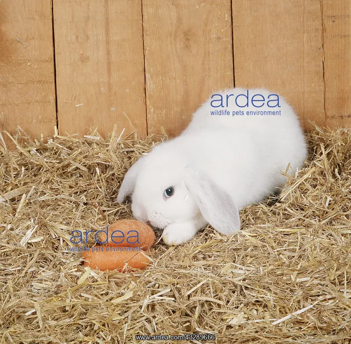  : LOP RABBIT eating carrots in hutch